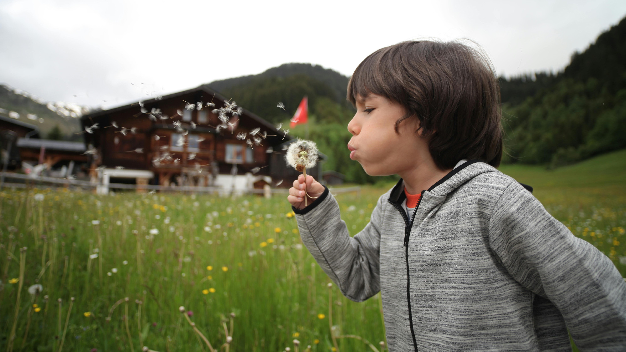 Gyermekláncfű: gyógyít, szép és ihlető